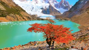 Read more about the article Autumn tree by lake near Cerro Torre mountain, Los Glaciares National Park, Argentina