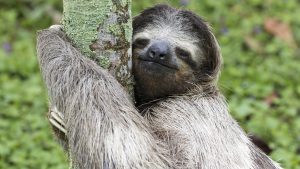 Read more about the article Three-toed sloth in rainforest of Costa Rica