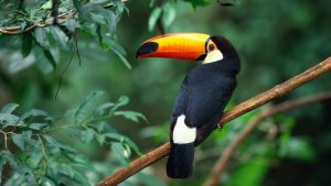 Read more about the article Toco toucan (Ramphastos toco) perched on branch, Brazil