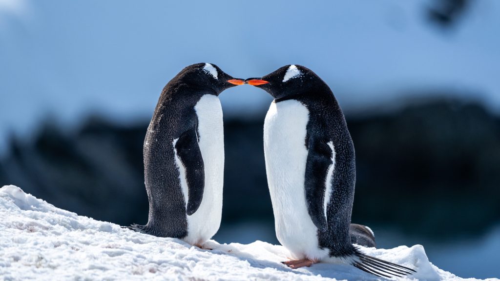 Gentoo penguins on Booth Island, Antarctica