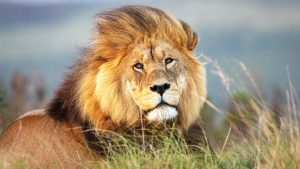 Read more about the article Portrait of a male lion in South Africa lying on the ground at sunset