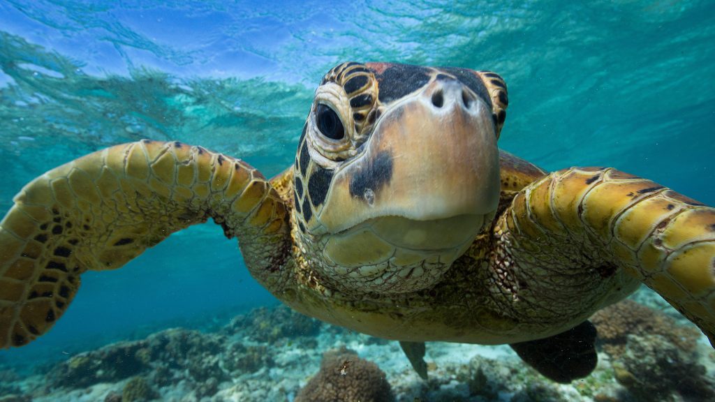 Turtle over a coral reef, Lady Elliot Island, Great Barrier Reef, Queensland, Australia