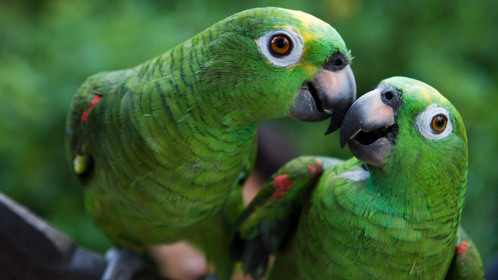 Green parrots in Amazon rainforest village, Brazil