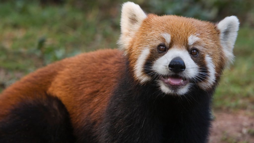 Red Panda, Giant Panda Breeding Research Base, Sichuan, Chengdu, China