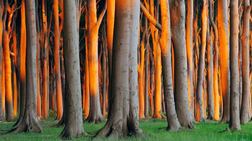 Beech forest in West Pomerania, Mecklenburg-Vorpommern, Germany