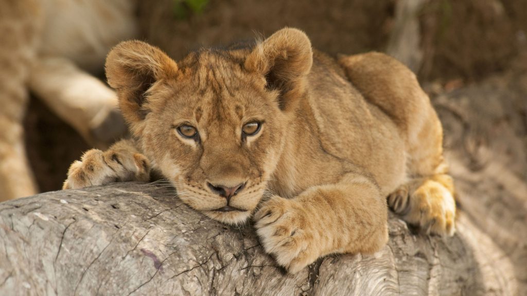 Lion cub resting on a tree branch, Zambia