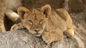 Read more about the article Lion cub resting on a tree branch, Zambia