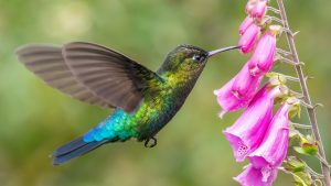 Read more about the article Fiery-throated hummingbird feeding on a foxglove flower, Costa Rica