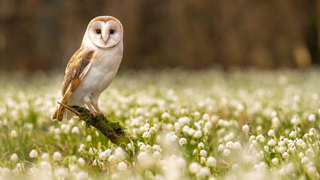 Western barn owl  (Tyto alba)  in Spring Snowflakes, Czechia