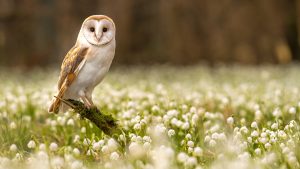 Read more about the article Western barn owl  (Tyto alba)  in Spring Snowflakes, Czechia