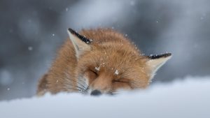 Read more about the article Close-up of red fox on snow covered land, Abruzzo, Italy
