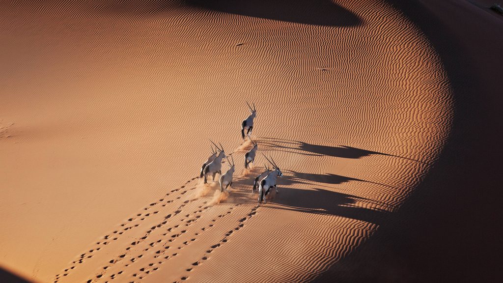 Gemsbok (Oryx gazella) in Namib Desert, Namib-Naukluft National Park, Namibia