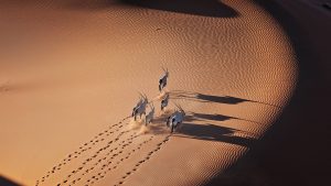 Read more about the article Gemsbok (Oryx gazella) in Namib Desert, Namib-Naukluft National Park, Namibia