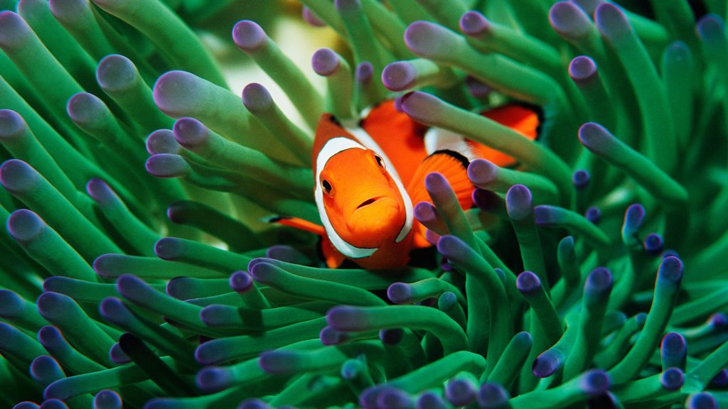 False clown anemonefish (Amphiprion ocellaris) sheltering in anemone, Malaysia