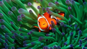 Read more about the article False clown anemonefish (Amphiprion ocellaris) sheltering in anemone, Malaysia