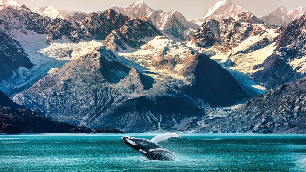 Humpback whale in Alaska, USA