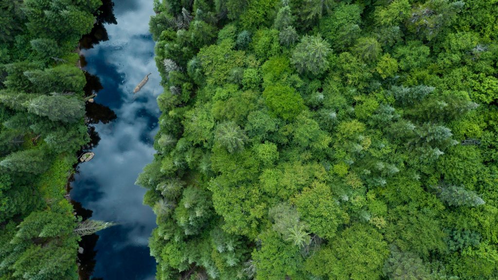 Aerial view of boreal nature forest in summer, Quebec, Canada