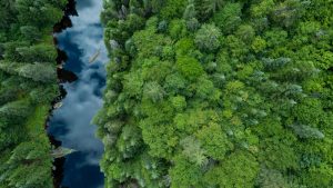 Read more about the article Aerial view of boreal nature forest in summer, Quebec, Canada