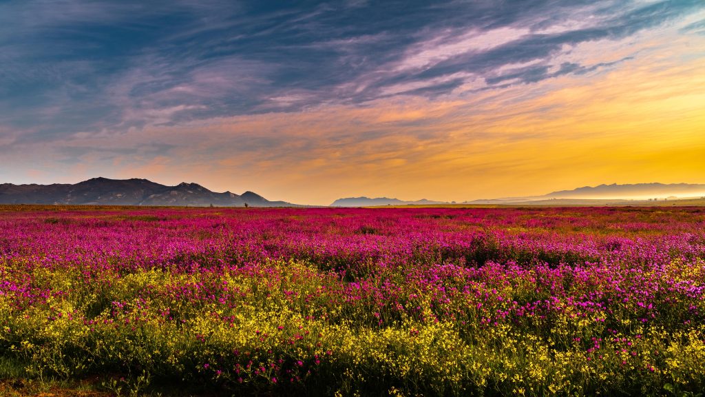Wild flowers at sunrise in Paarl, South Africa