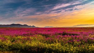Read more about the article Wild flowers at sunrise in Paarl, South Africa