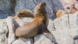 Read more about the article South American sea lions (Otaria flavescens) on a rock, Ballestas Islands, Peru