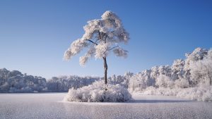 Read more about the article Frozen lake in forrest with island and trees with hoarfrost, Oisterwijk, Netherlands