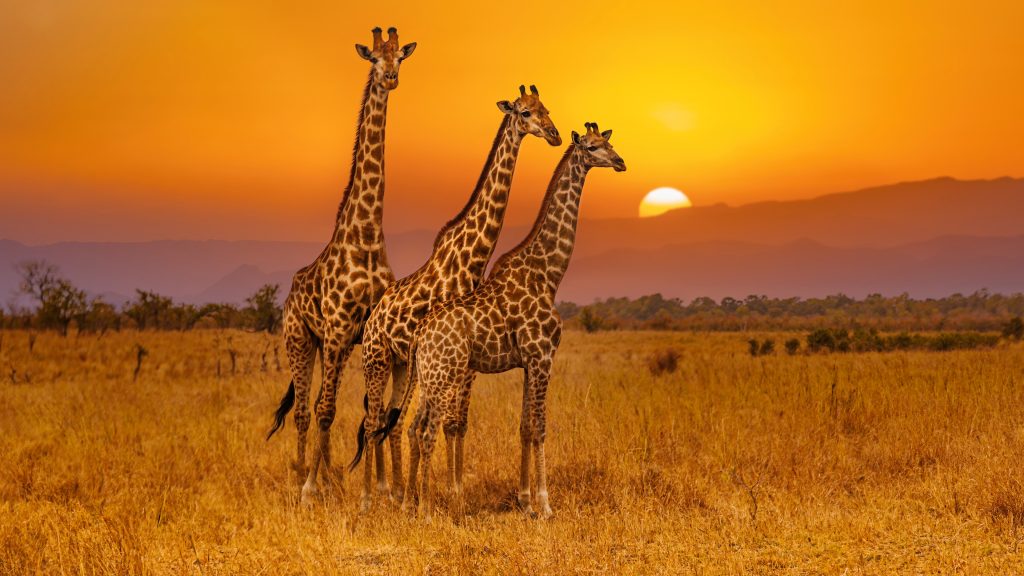 South African giraffe in Krueger National Park at sunset, South Africa