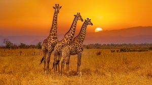Read more about the article South African giraffe in Krueger National Park at sunset, South Africa
