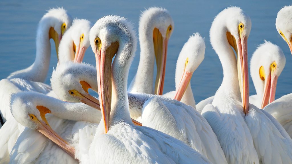 American white pelicans preening at the waters edge, Florida, USA