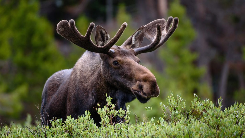 A large moose in the high country of the Rocky Mountains, Colorado, USA