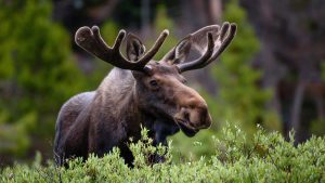 Read more about the article A large moose in the high country of the Rocky Mountains, Colorado, USA