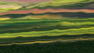Read more about the article Blossoming flowers and abstract landscape art, Monte Vettore, Italy