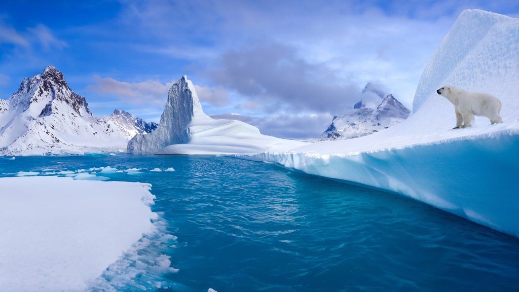 Polar Bear (Ursus maritimus) on coastal ice in Northwest Fjord, eastern Greenland
