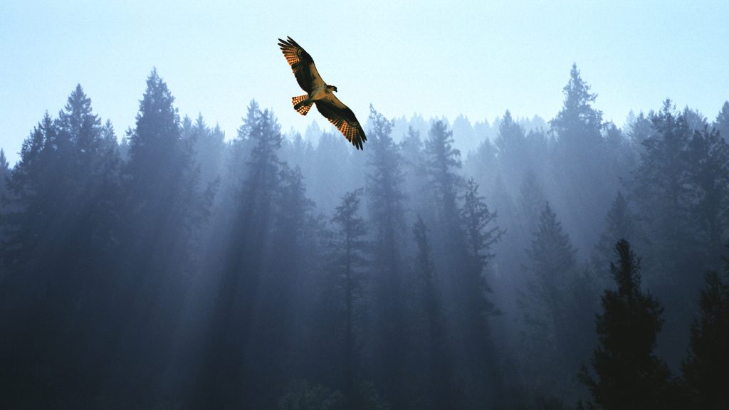Osprey flying above fir trees with sunrays streaming through mist