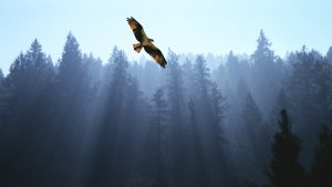 Read more about the article Osprey flying above fir trees with sunrays streaming through mist