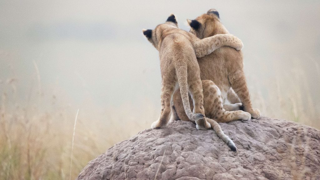 Lioness and cub in late afternoon light at Maasai Mara National Reserve, Kenya