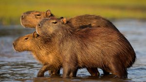 Read more about the article Capybaras in Pantanal tropical wetland area, Mato Grosso, Brazil
