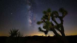 Read more about the article Joshua tree silhouette with Milky Way, Joshua Tree National Park, California, USA