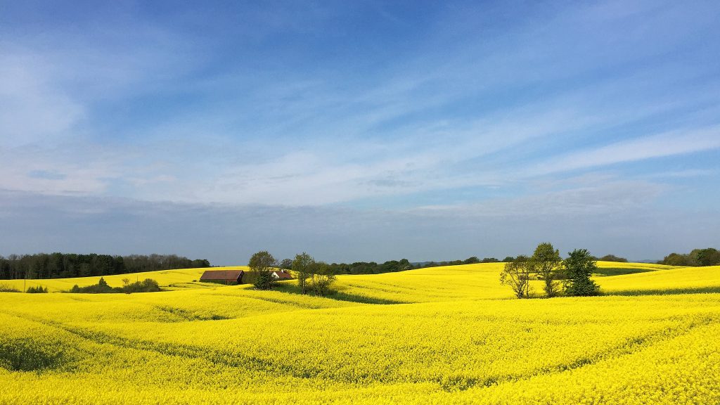 Canola field near Ystad, Skåne, Sweden