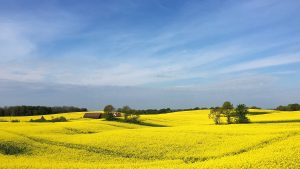 Read more about the article Canola field near Ystad, Skåne, Sweden