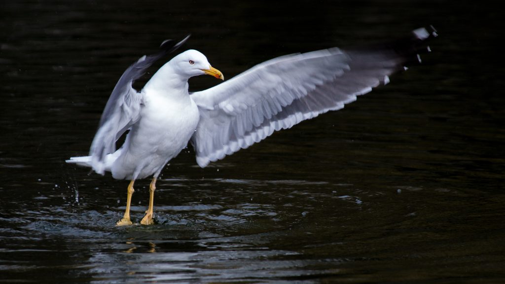 European herring gull in flight, Norfolk, England, UK