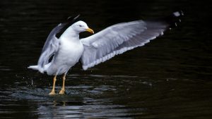 Read more about the article European herring gull in flight, Norfolk, England, UK
