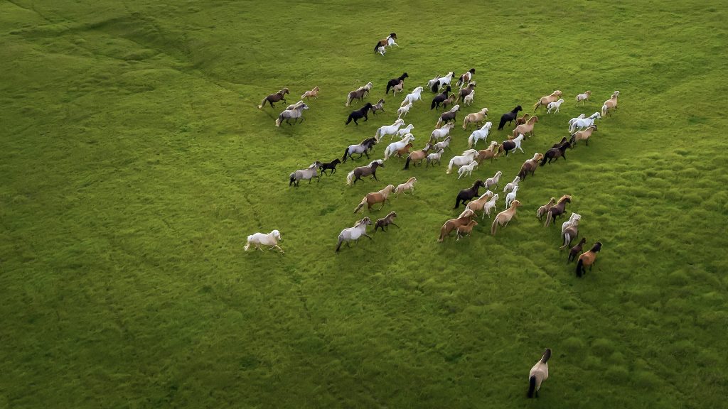 Aerial view of Icelandic horses running in the countryside, South Coast, Iceland