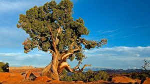 Read more about the article Old gnarled weathered juniper tree in Capitol Reef National Park, Utah, USA