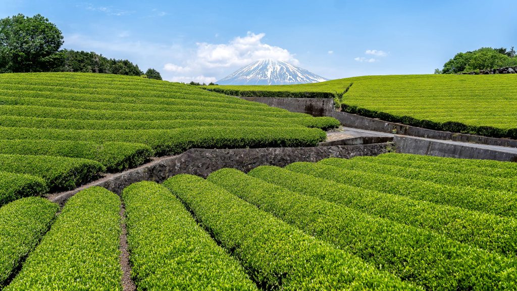 Fuji mountain and tea plantation at Shizuoka, Yamanashi, Japan