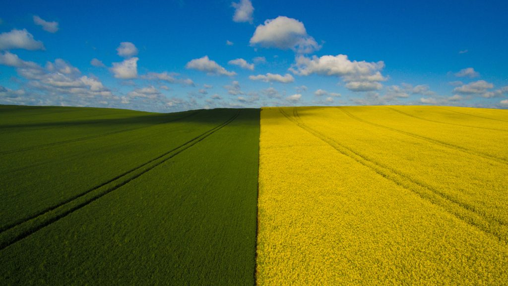 Wheat and canola fields, Leezen, Segeberg, Schleswig-Holstein, Germany