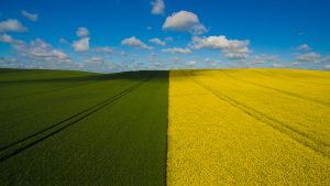 Read more about the article Wheat and canola fields, Leezen, Segeberg, Schleswig-Holstein, Germany