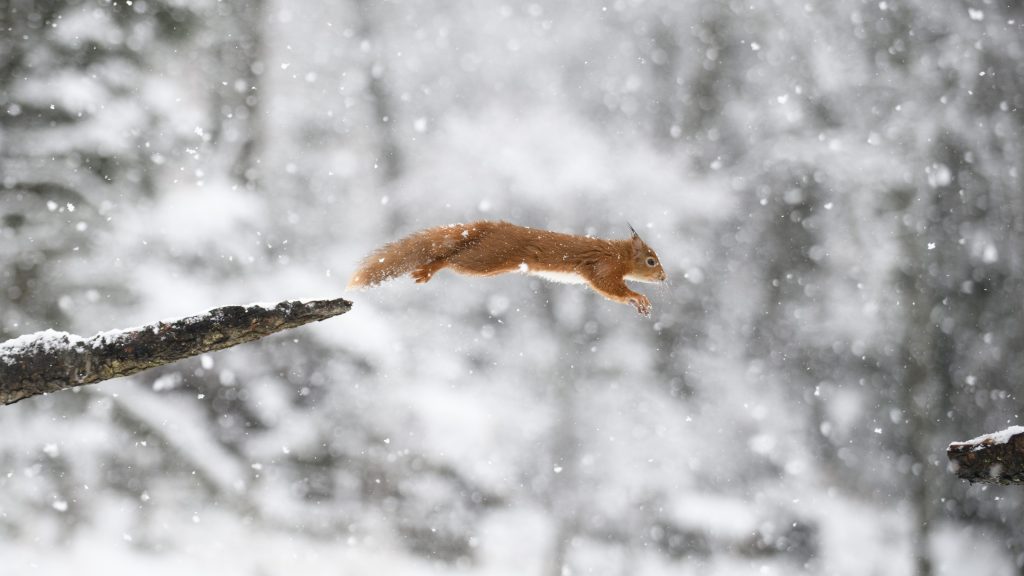 Jumping Eurasian red squirrel in winter forest, Scotland, UK