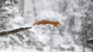Read more about the article Jumping Eurasian red squirrel in winter forest, Scotland, UK