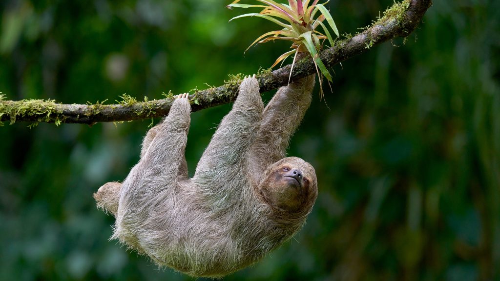 Three-toed sloth (Bradypus variegatus) resting on cecropia tree, Costa Rica